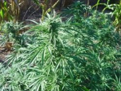 The first steps have been taken toward letting any Colorado adult grow six of these legally.